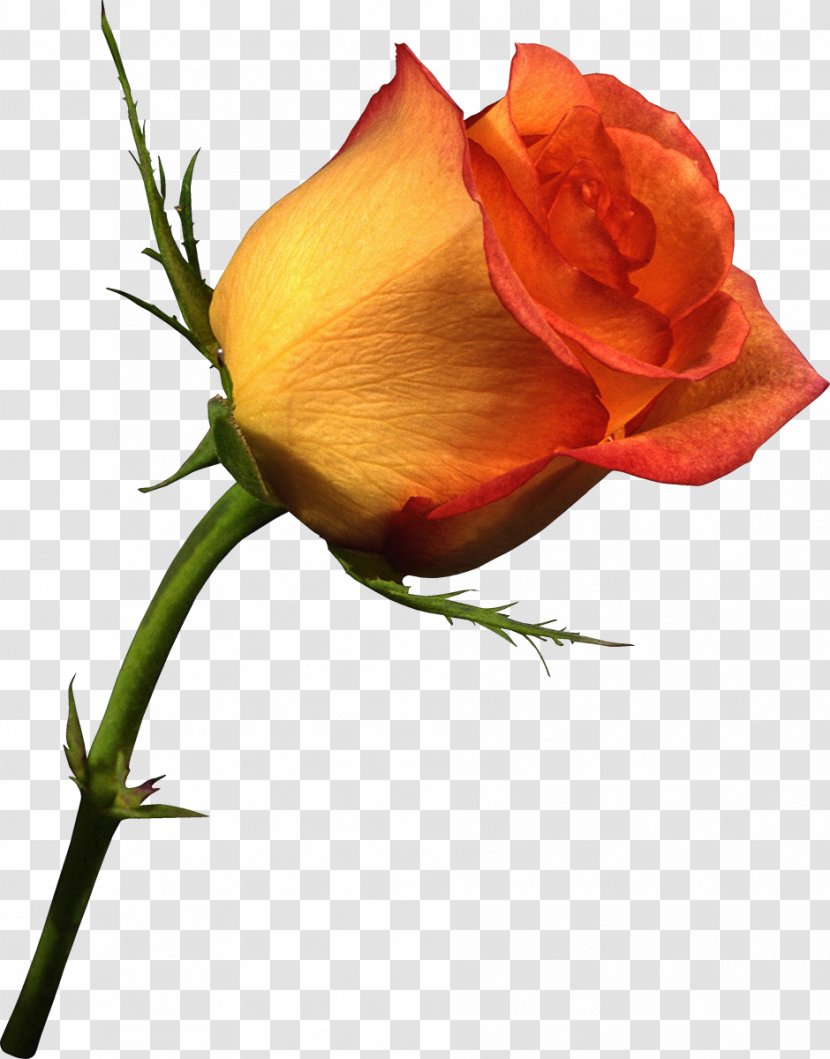 Valentine's Day Rose Gfycat - Plant Stem Transparent PNG