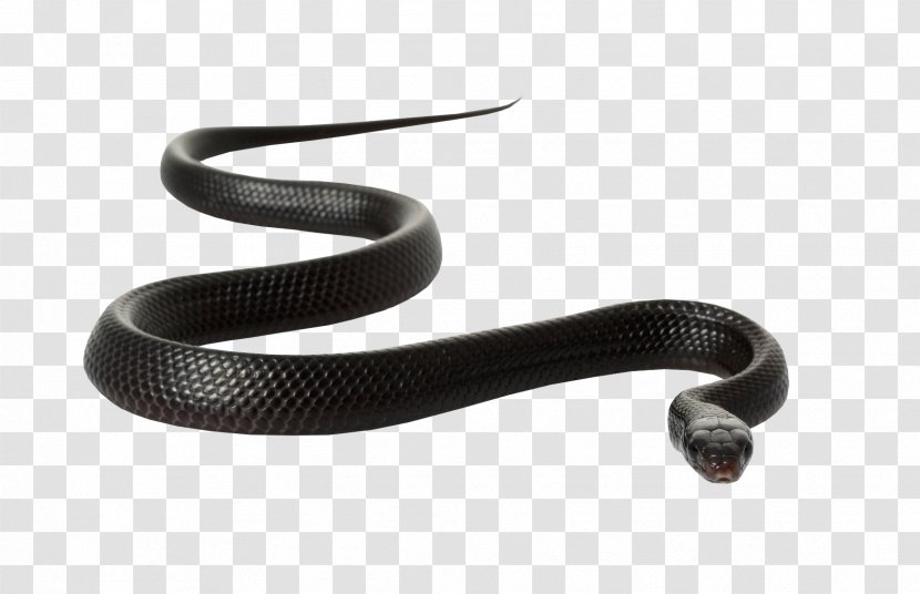 Black Rat Snake Clip Art - Display Resolution - Mamba Snakes Transparent PNG