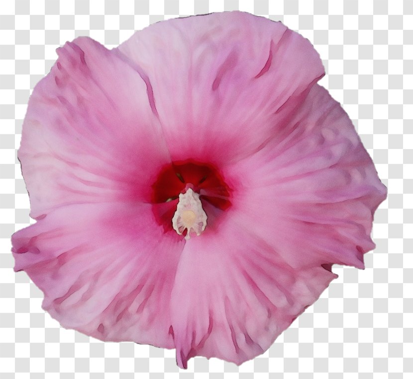 Flowering Plant Flower Petal Pink Hawaiian Hibiscus - Swamp Rose Mallow - Magenta Transparent PNG