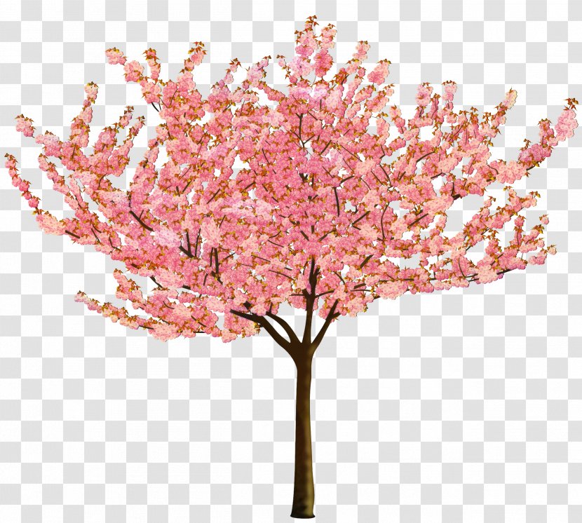 Cherry Blossom Cerasus Flower Image - Plants Transparent PNG