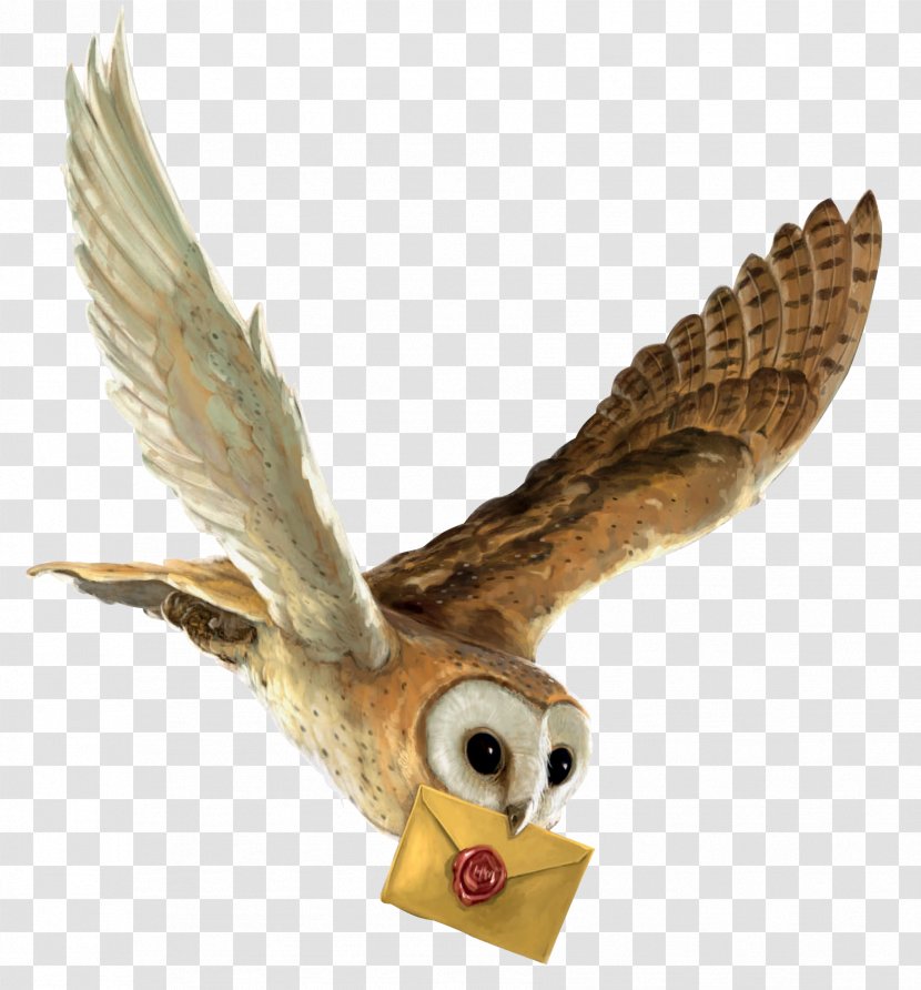 Harry Potter And The Philosopher's Stone Owl Hedwig Hogwarts Transparent PNG