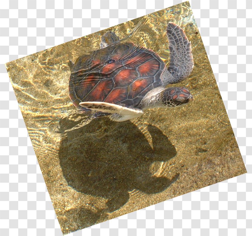 Tortoise Pond Turtles Loggerhead Sea Turtle Transparent PNG