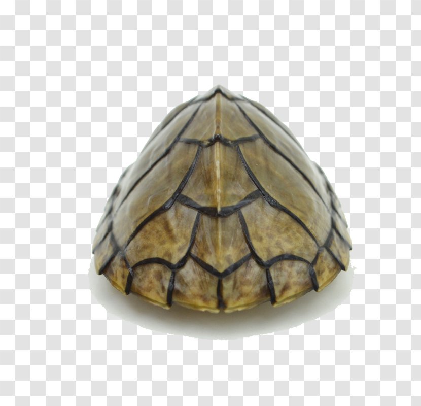 Box Turtle Tortoise - Sham Razor Transparent PNG