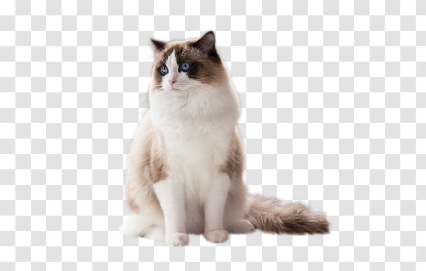 Ragdoll Birman Ragamuffin Cat Aegean Snowshoe - Rag Doll Transparent PNG