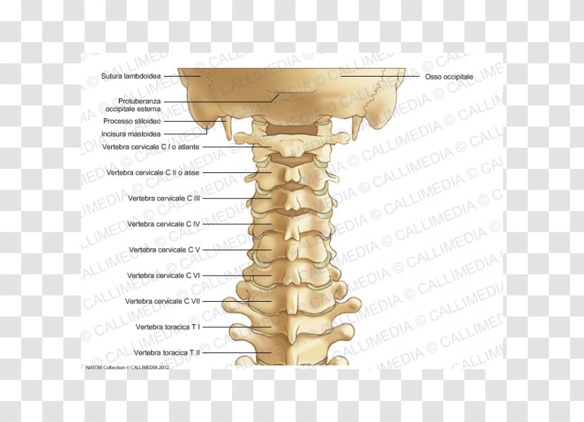 Cervical Vertebrae Vertebral Column Atlas Anatomy Ligament - Human Skeleton - Collar Transparent PNG