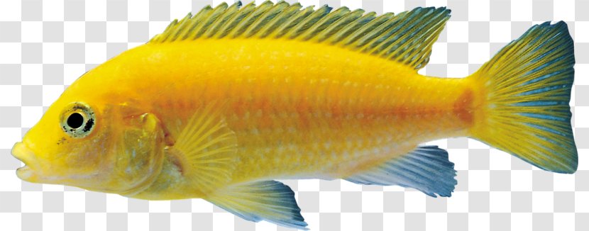 Goldfish Tilapia Aquarium - Fish Transparent PNG