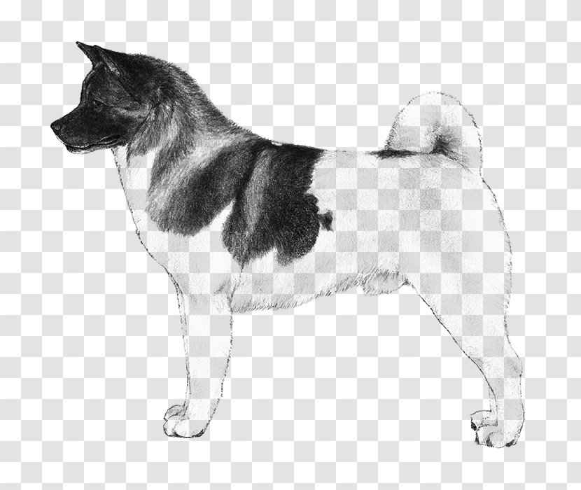 American Akita Shiba Inu Alaskan Malamute Puppy - Tail Transparent PNG
