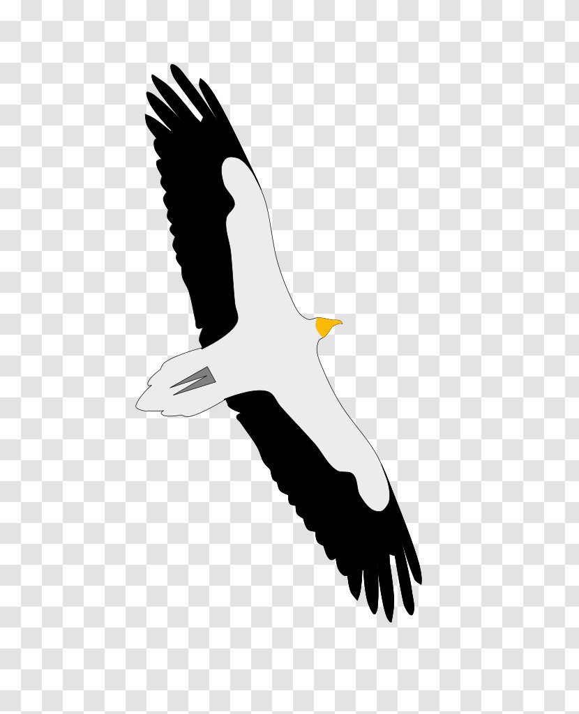 Bald Eagle Condor Beak Seabird Transparent PNG