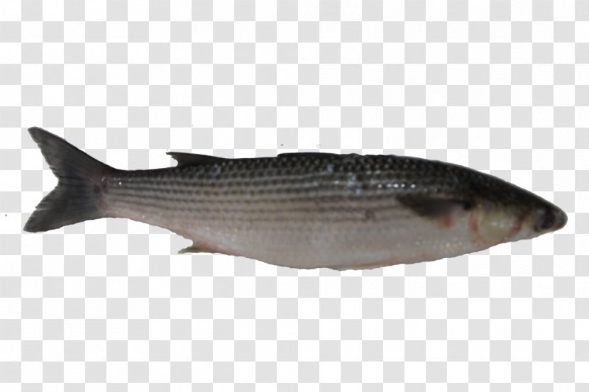 Milkfish Mullet Oily Fish Salmon Transparent PNG