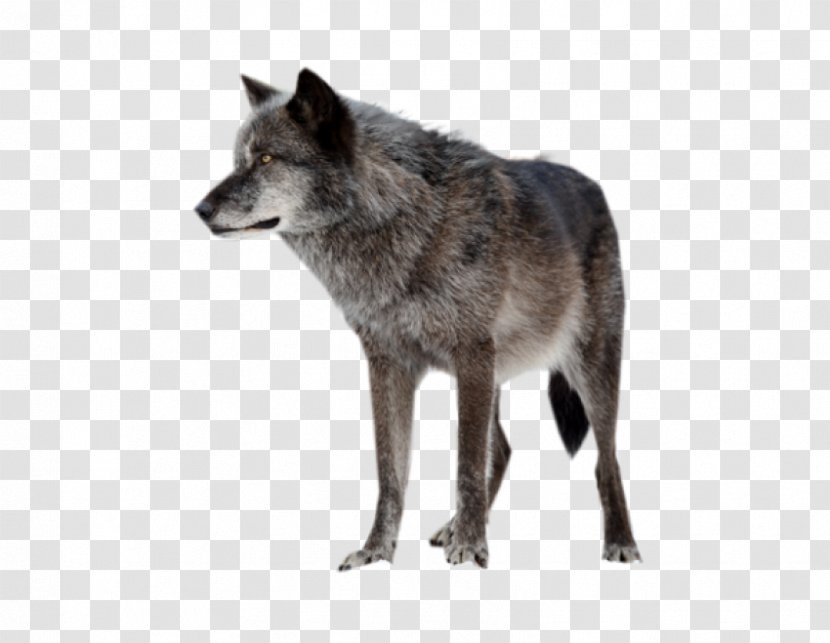 Arctic Wolf Saarloos Wolfdog - Dog - Eye Transparent PNG