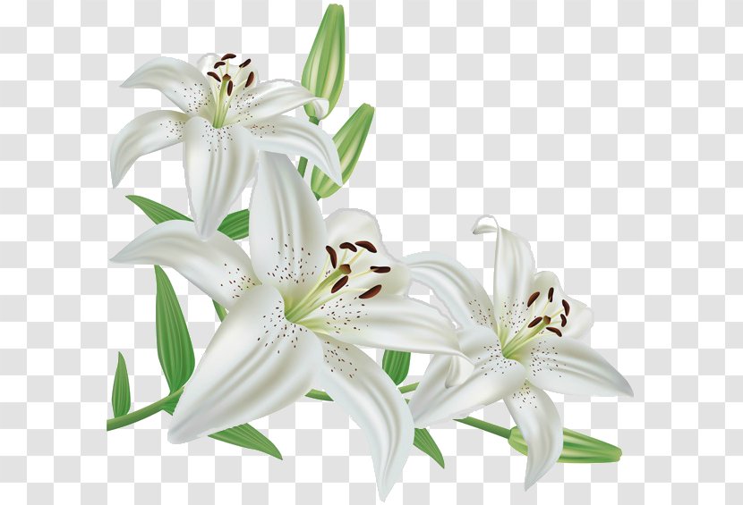 Madonna Lily Flower 'Stargazer' - Bouquet Transparent PNG