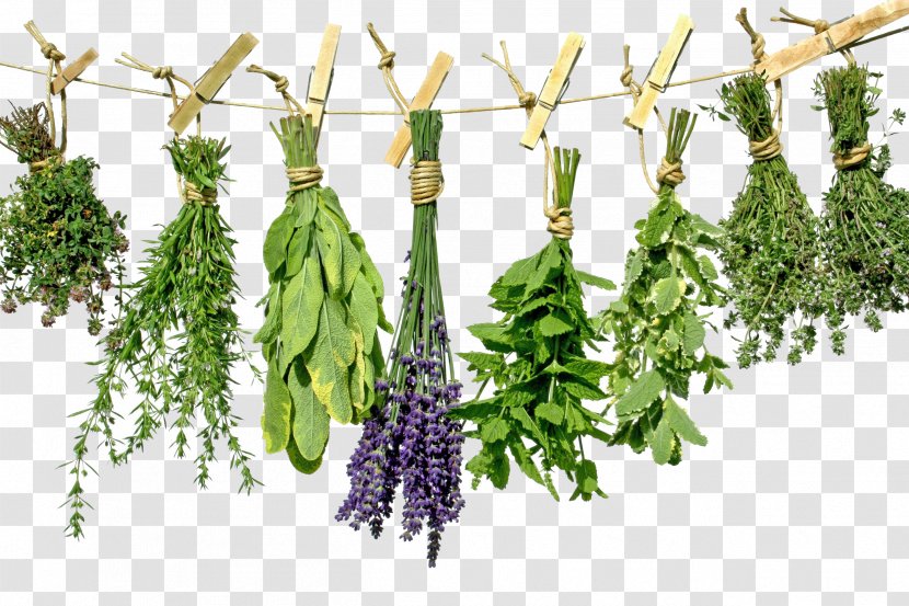 Tea Herb Greek Cuisine Health Spice - Branch - Herbs Photo Transparent PNG
