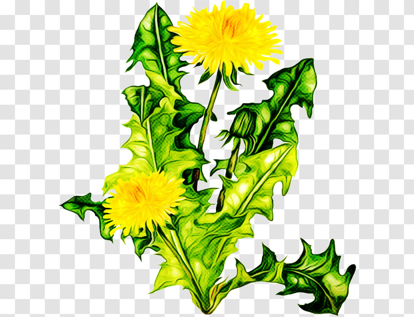 Sunflower Transparent PNG