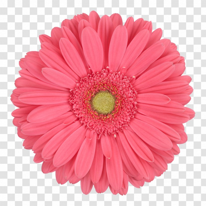 Stock Photography Paper Transvaal Daisy Royalty-free Image - Pink - Potted Gerbera Transparent PNG