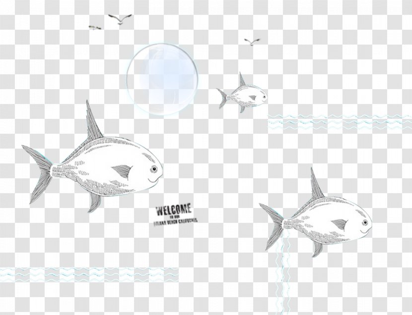 Requiem Shark Porpoise Cetacea Sketch - Drawing - Taobao Days Cat Summer Holiday Transparent PNG