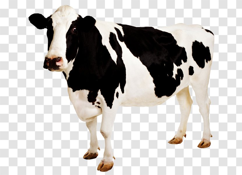 Holstein Friesian Cattle Desktop Wallpaper Sticker - Dairy - Image Resolution Transparent PNG