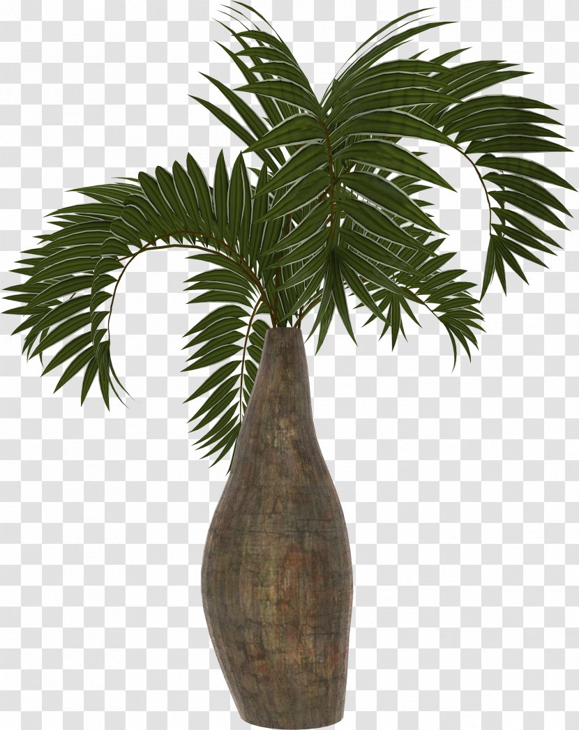 Arecaceae Asian Palmyra Palm Coconut Date Plant Transparent PNG