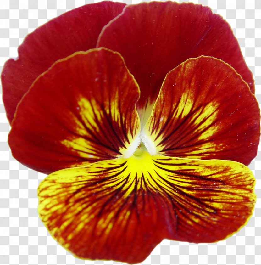 Pansy Annual Plant Close-up - Pansies Transparent PNG