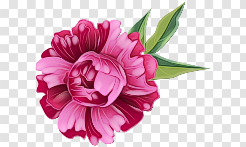 Floral Design Transparent PNG