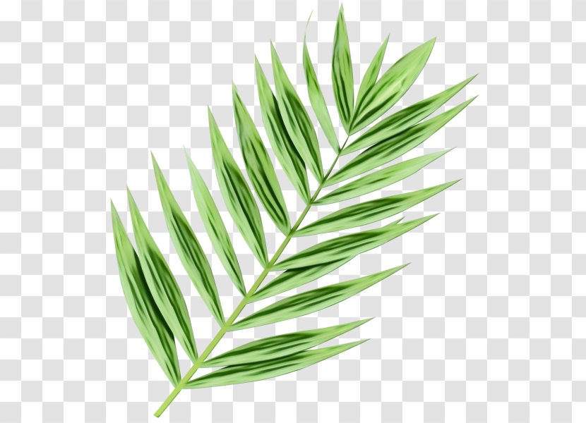 Cartoon Palm Tree - Arecales - Herb Transparent PNG