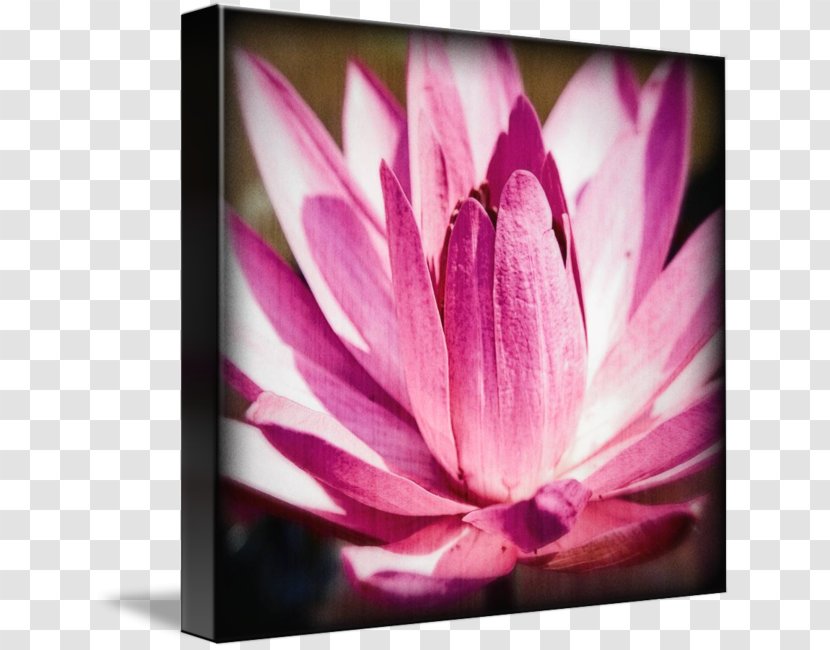 Dahlia Desktop Wallpaper Close-up Computer Pink M - Violet Transparent PNG