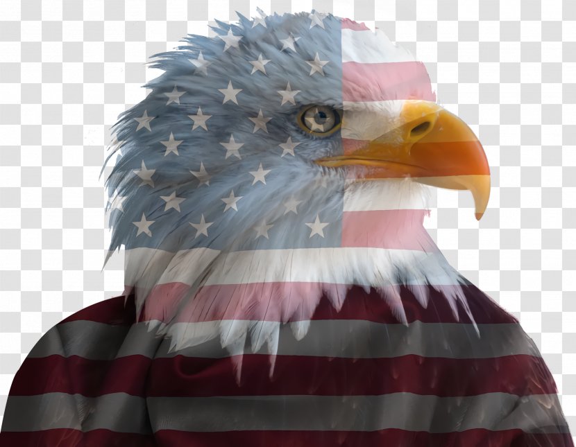 Fourth Of July Background - 4th - Falconiformes Sea Eagle Transparent PNG