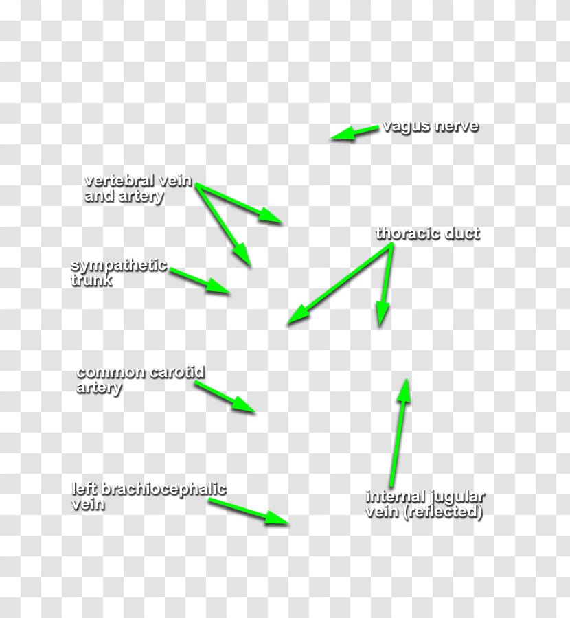 Diagram Line Angle - Head And Neck Transparent PNG