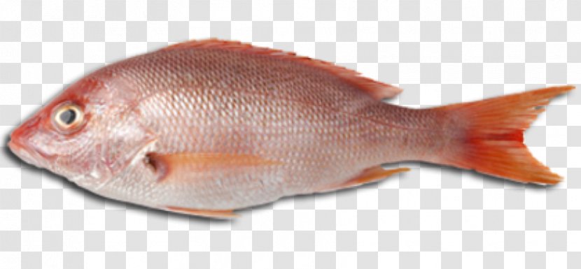 Sashimi Fish Meat - Frame - Fishandmeat Transparent PNG