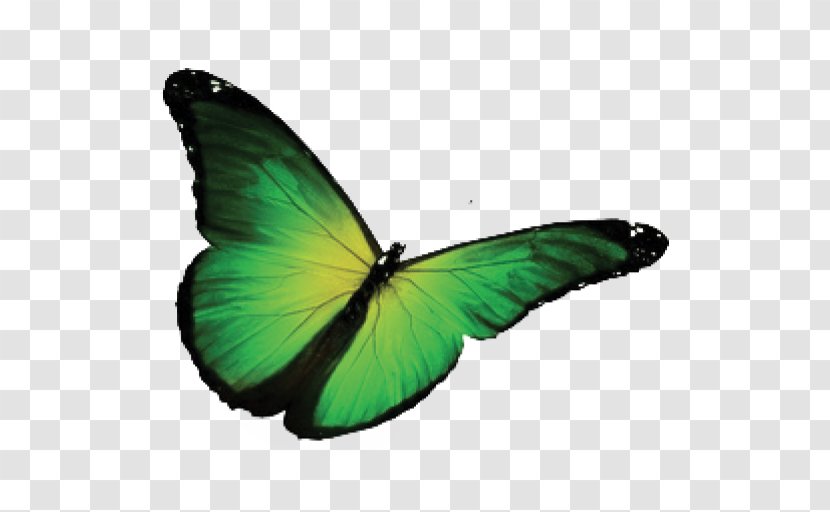 Butterfly Royalty-free Photography Green - Insect Transparent PNG