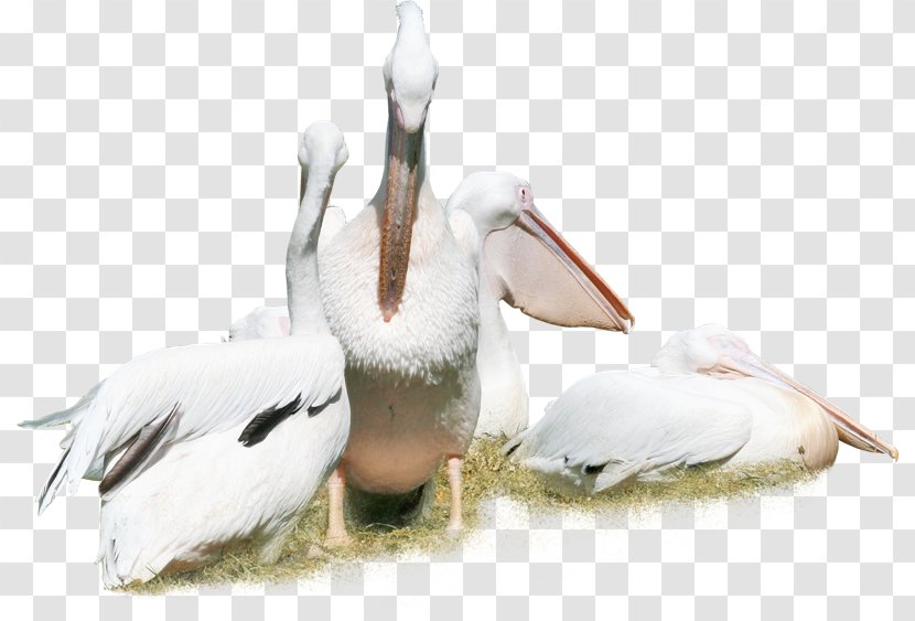Bird Pelican Duck Crane Animal - Ciconia - White Swan Transparent PNG