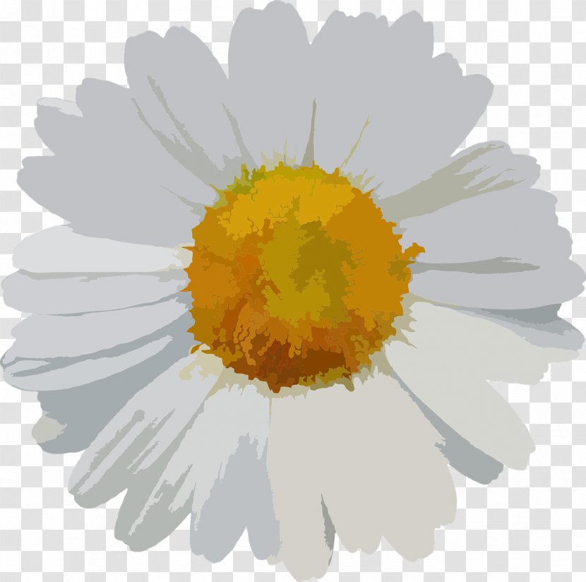 Flower Common Daisy - Oxeye - Camomile Transparent PNG