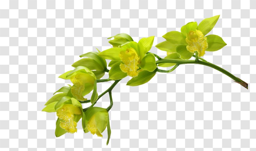 Moth Orchids Green Flower - Flowers Transparent PNG