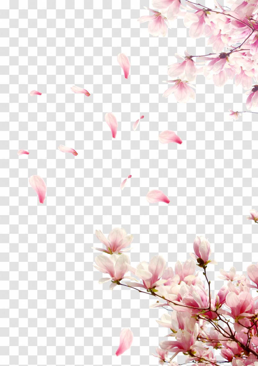 Rose Cherry Blossom - Pink - Tree Branches Transparent PNG