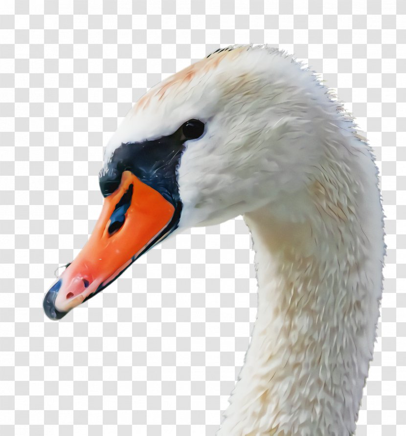 Bird Swan Beak Water Ducks, Geese And Swans - Waterfowl - Duck Wildlife Transparent PNG