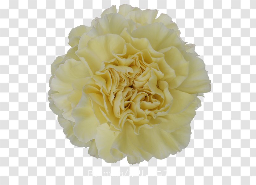 Carnation Centifolia Roses Cut Flowers - Rose Order - Flower Transparent PNG