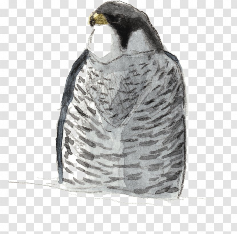 Owl Flightless Bird Hawk Beak - Feather Transparent PNG