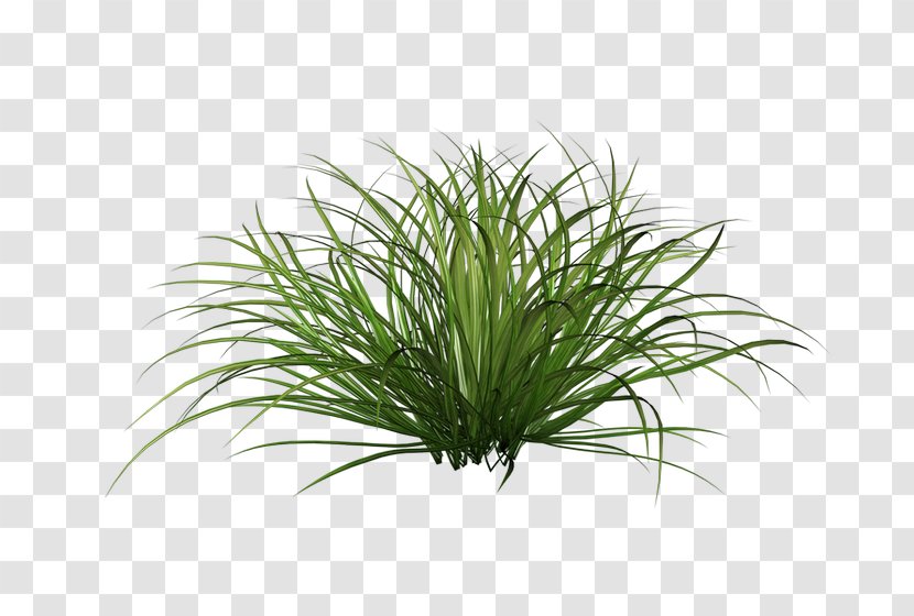 Ornamental Grass Shrub Lawn Clip Art - Tree Transparent PNG