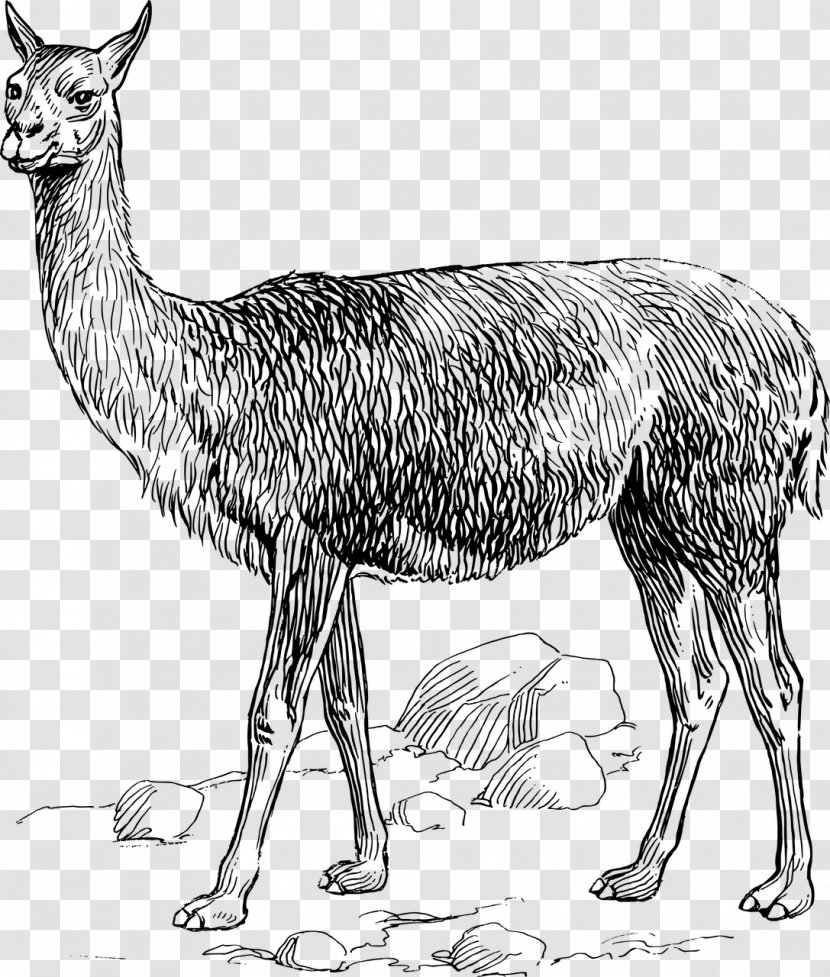 Llama Alpaca Clip Art - Monochrome Transparent PNG