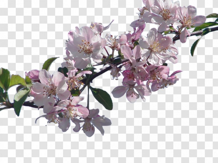 National Cherry Blossom Festival - File Transparent PNG