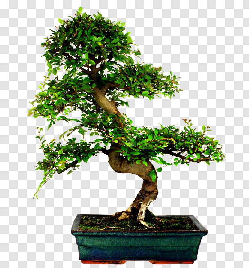 Chinese Elm Bonsai Tree Stock Photography Ulmus Davidiana Var. Japonica Transparent PNG