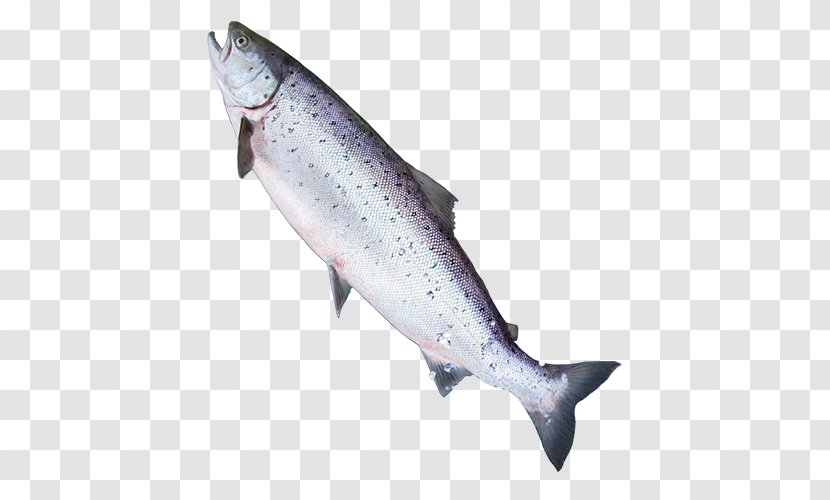 Coho Salmon Trout Website Fish - Like - Icon Transparent PNG