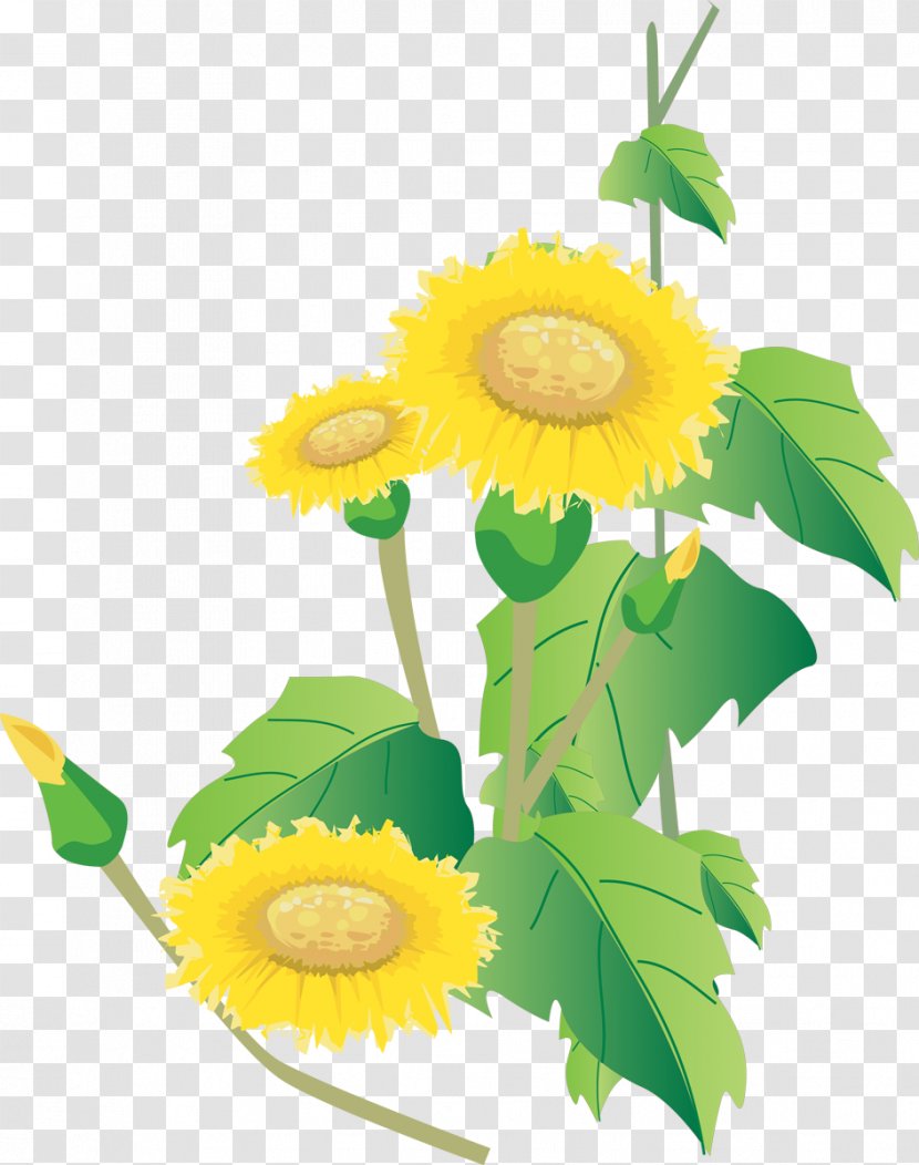 Common Sunflower Seed Clip Art - Plant Transparent PNG