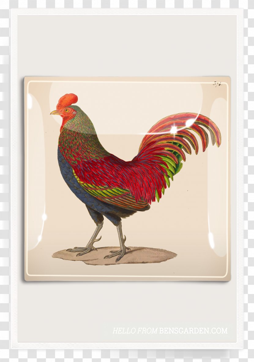 Rooster Work Of Art Printing Art.com - Beak - Chicken Transparent PNG