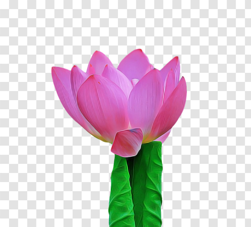 Sacred Lotus Cut Flowers Tulip Nelumbonaceae Aquatic Plant Transparent PNG