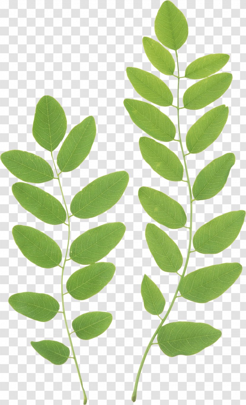 Leaf Green Clip Art - Plant Stem Transparent PNG