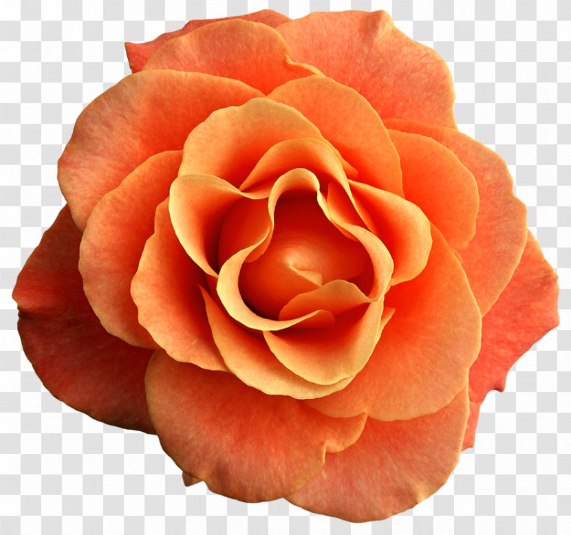 Rose Orange Flower Clip Art Transparent PNG