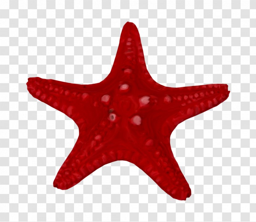 Starfish Marine Invertebrates Clip Art - Digital Image Transparent PNG