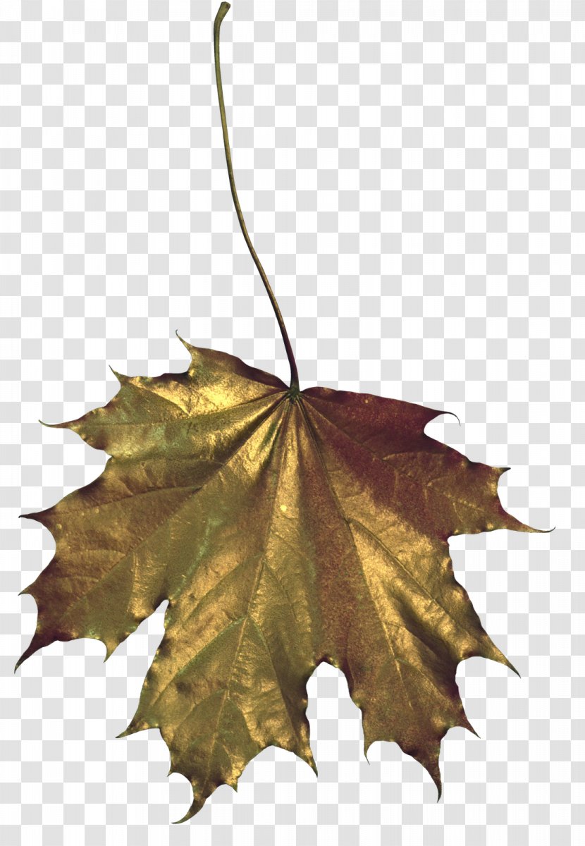 Maple Leaf Drawing - Information - Golden Leaves Transparent PNG