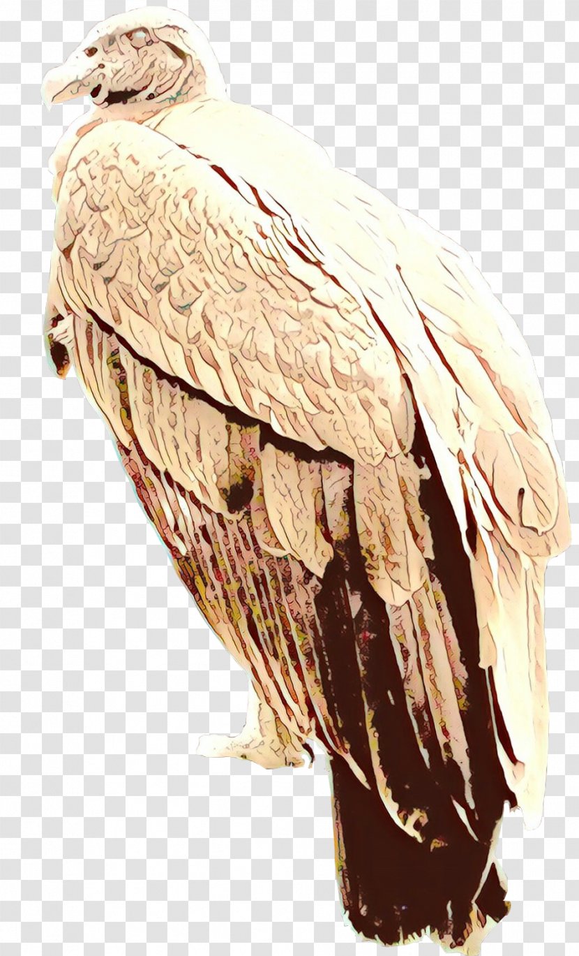 Eagle Vulture Beak Feather - Accipitriformes Transparent PNG