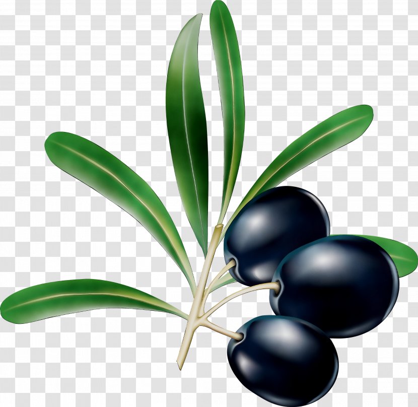 Product Fruit Tree - Olive - Plant Transparent PNG